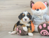 7 week old Mini Bernedoodle Puppy For Sale - Windy City Pups
