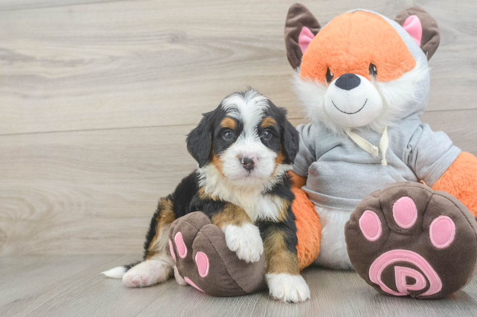 5 week old Mini Bernedoodle Puppy For Sale - Windy City Pups