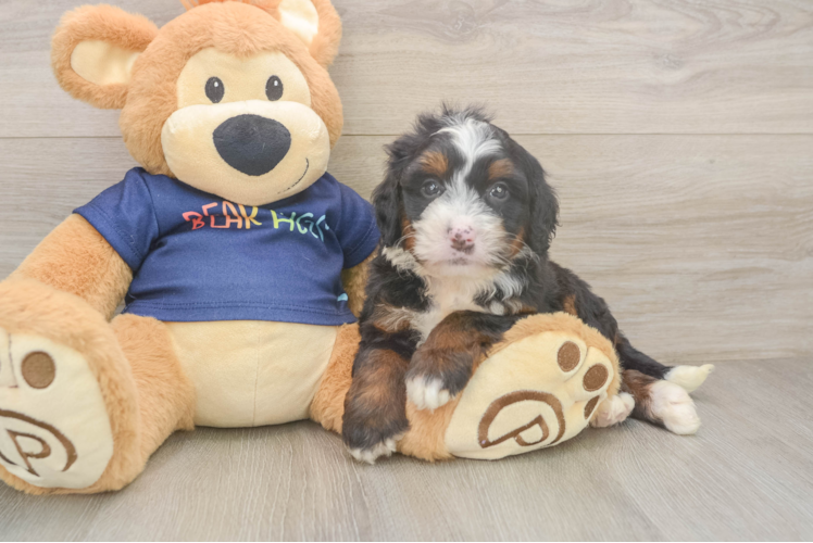 Little Mini Berniedoodle Poodle Mix Puppy