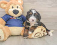 6 week old Mini Bernedoodle Puppy For Sale - Windy City Pups