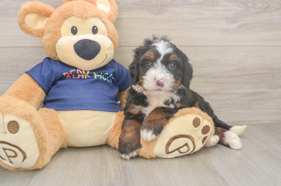 5 week old Mini Bernedoodle Puppy For Sale - Windy City Pups
