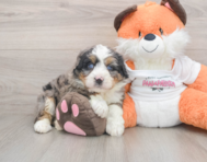 6 week old Mini Bernedoodle Puppy For Sale - Windy City Pups