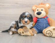 5 week old Mini Bernedoodle Puppy For Sale - Windy City Pups