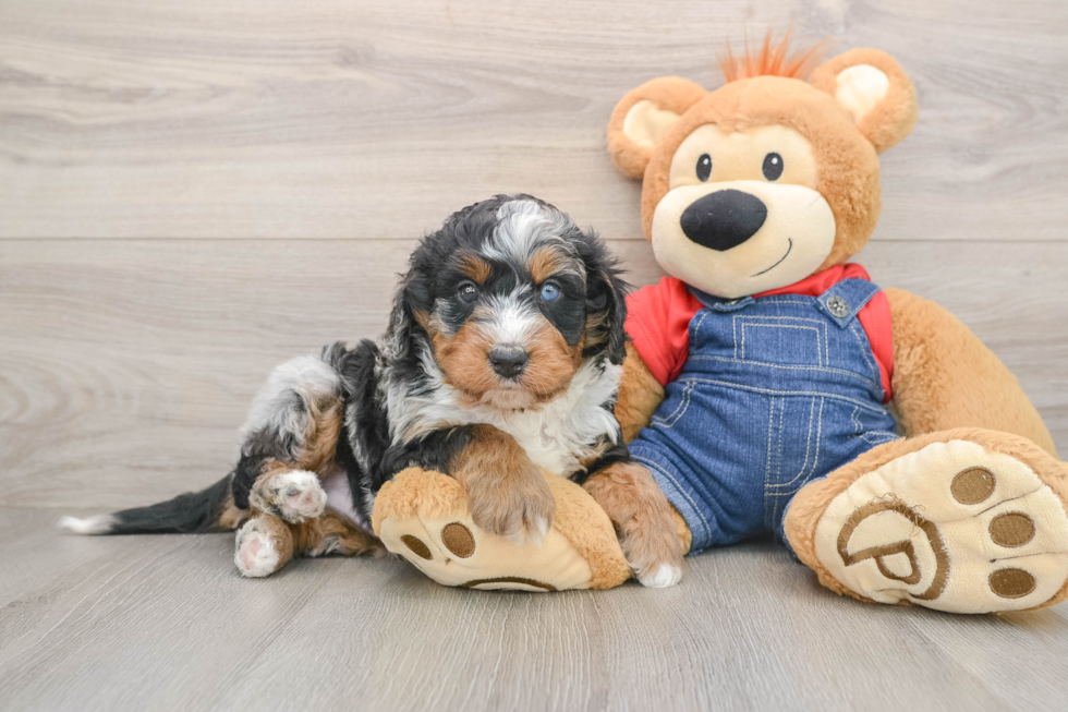 Best Mini Bernedoodle Baby