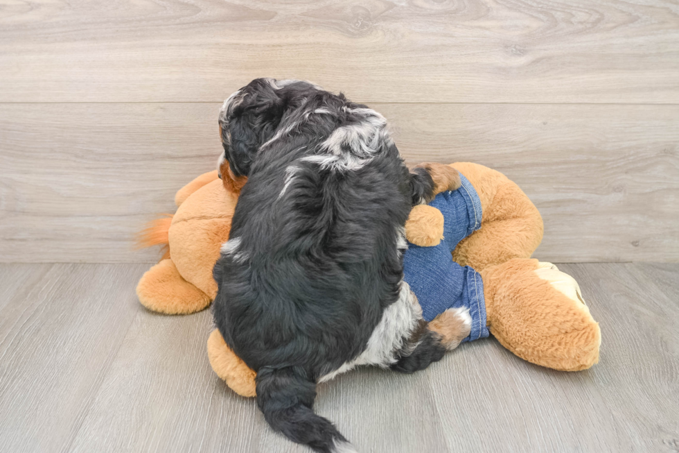 Mini Bernedoodle Pup Being Cute