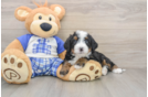 Popular Mini Bernedoodle Poodle Mix Pup