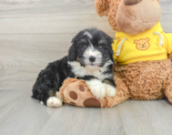 7 week old Mini Bernedoodle Puppy For Sale - Windy City Pups