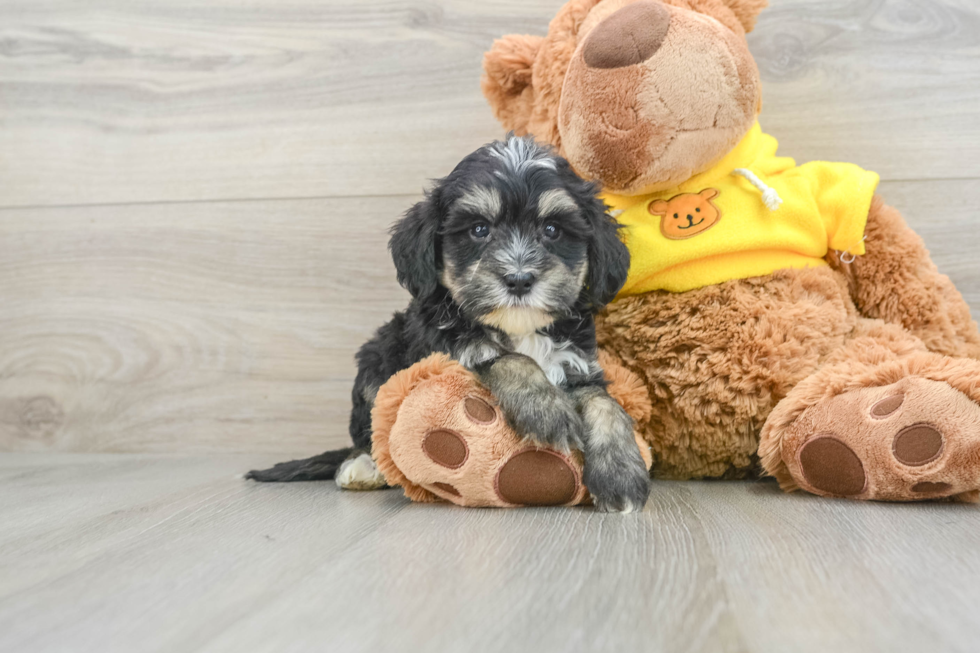 Mini Bernedoodle Pup Being Cute