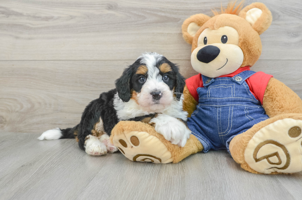 5 week old Mini Bernedoodle Puppy For Sale - Windy City Pups