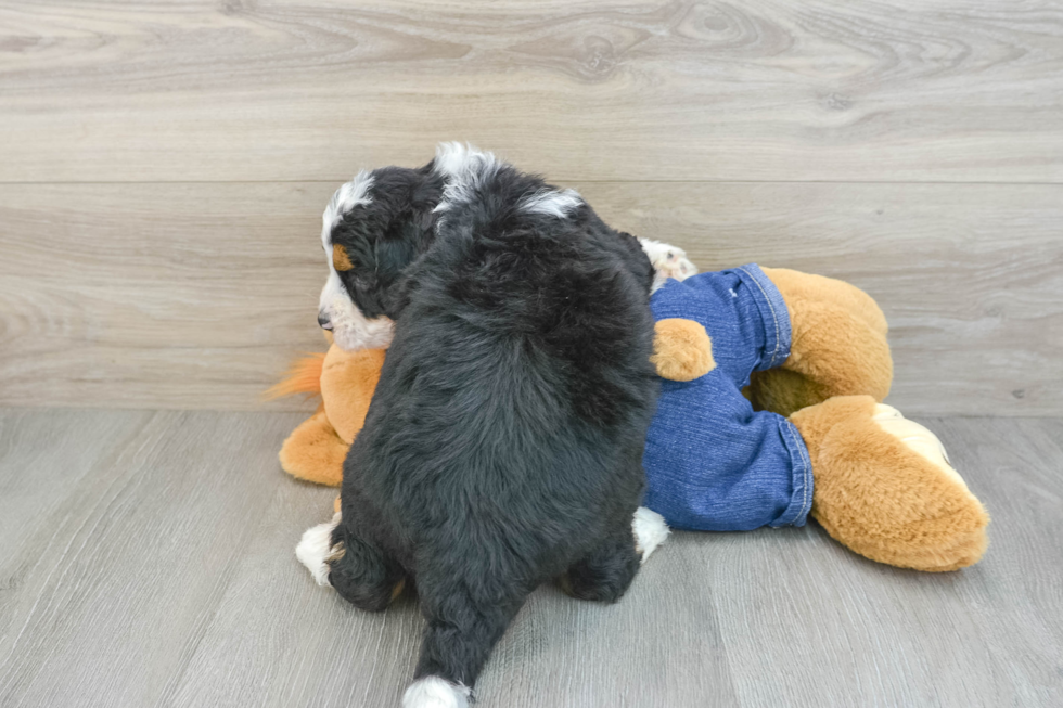 Best Mini Bernedoodle Baby