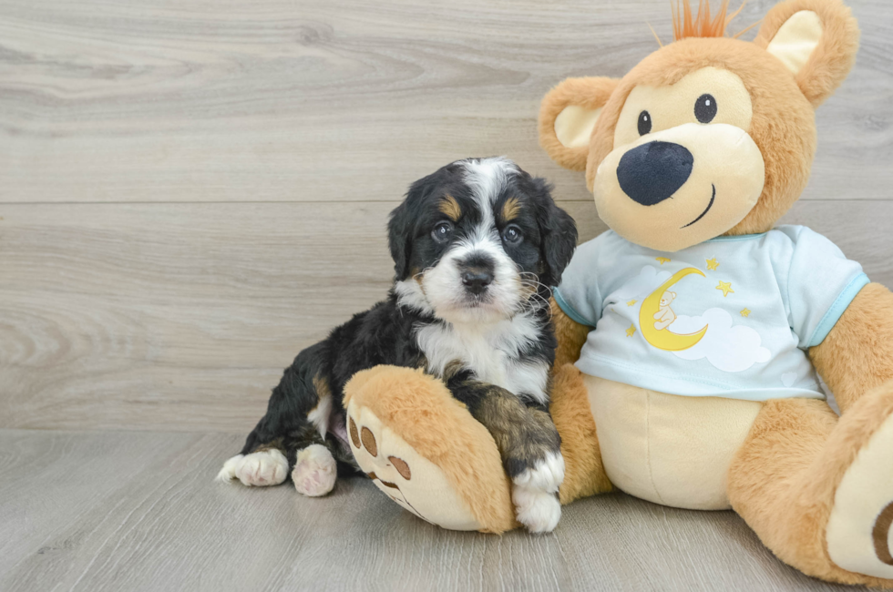 5 week old Mini Bernedoodle Puppy For Sale - Windy City Pups