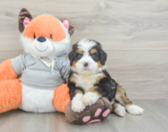 7 week old Mini Bernedoodle Puppy For Sale - Windy City Pups