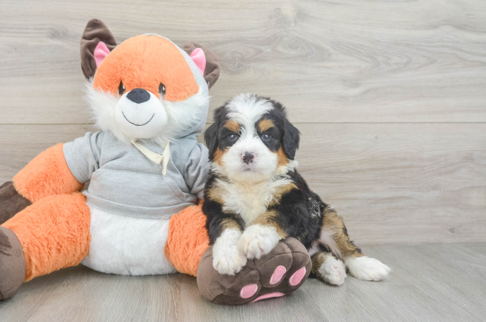 5 week old Mini Bernedoodle Puppy For Sale - Windy City Pups