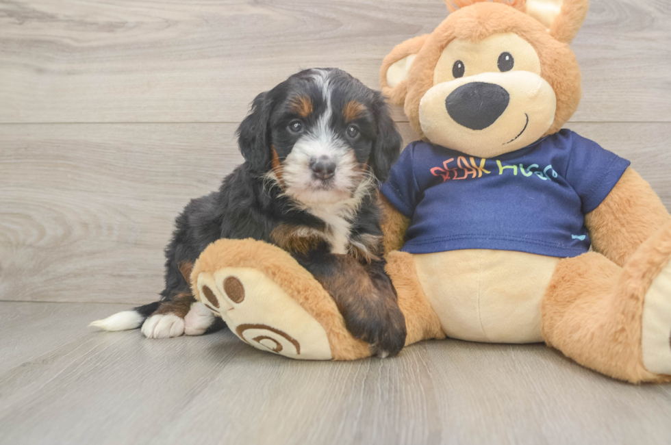 5 week old Mini Bernedoodle Puppy For Sale - Windy City Pups