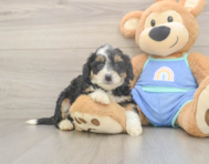6 week old Mini Bernedoodle Puppy For Sale - Windy City Pups