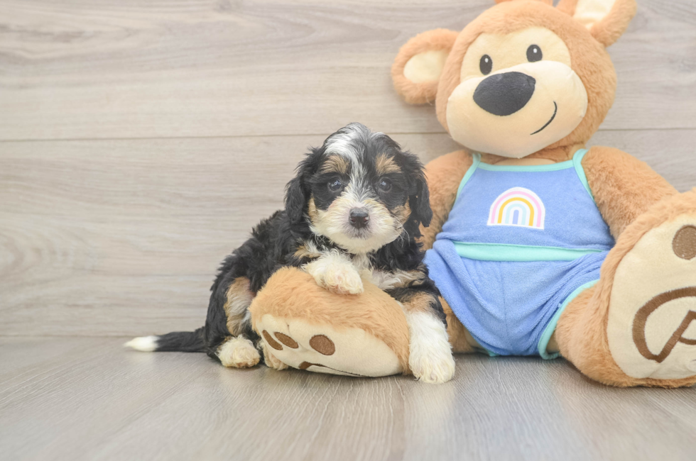 5 week old Mini Bernedoodle Puppy For Sale - Windy City Pups