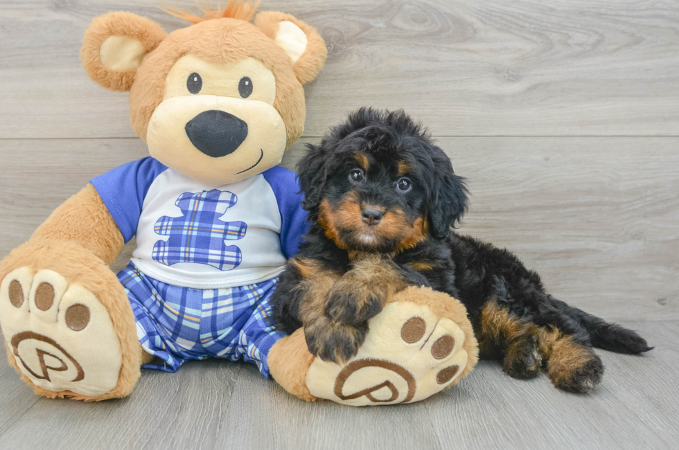 6 week old Mini Bernedoodle Puppy For Sale - Windy City Pups