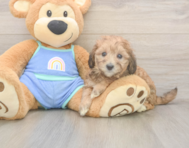 6 week old Mini Bernedoodle Puppy For Sale - Windy City Pups