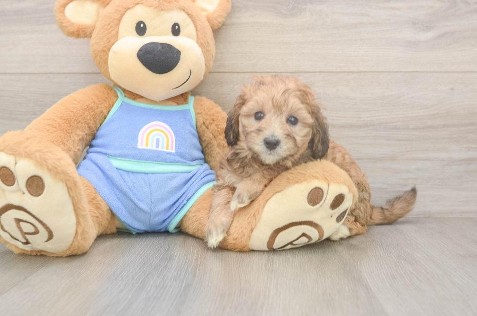 5 week old Mini Bernedoodle Puppy For Sale - Windy City Pups