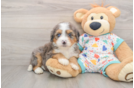Mini Bernedoodle Pup Being Cute
