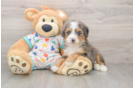 Mini Bernedoodle Puppy for Adoption