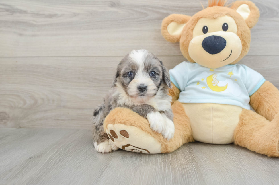 6 week old Mini Bernedoodle Puppy For Sale - Windy City Pups