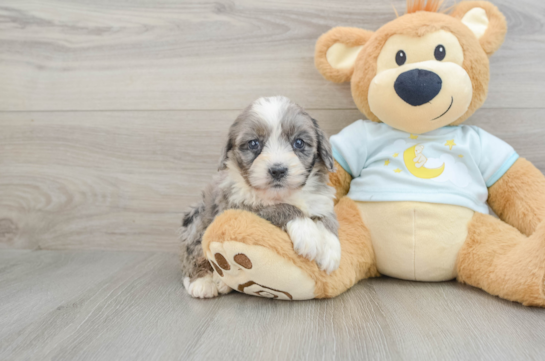 Mini Bernedoodle Pup Being Cute