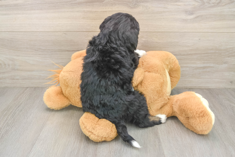 Mini Bernedoodle Pup Being Cute