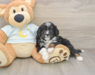 6 week old Mini Bernedoodle Puppy For Sale - Windy City Pups