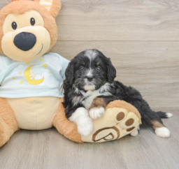 7 week old Mini Bernedoodle Puppy For Sale - Windy City Pups