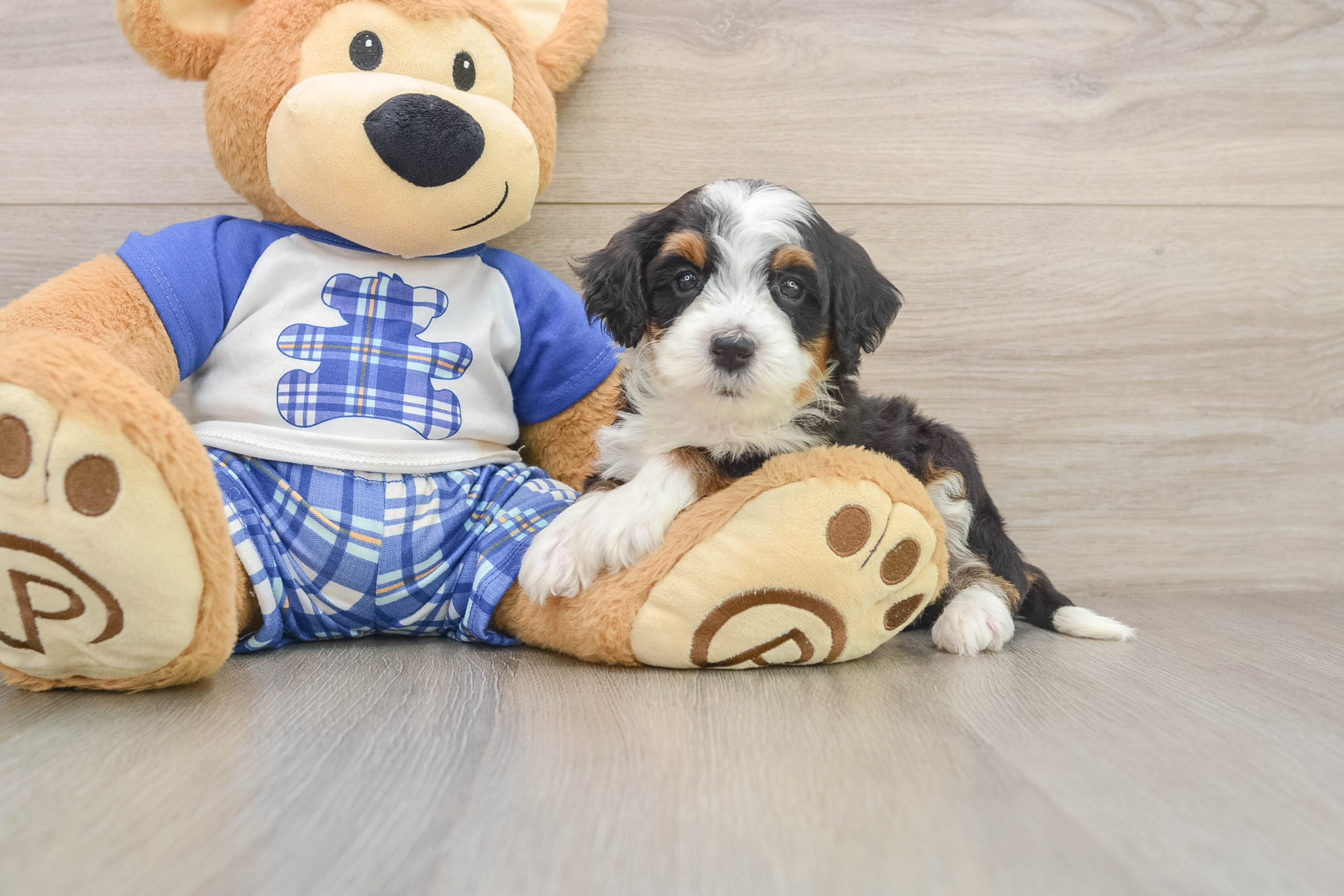 Best Mini Bernedoodle Baby