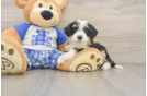 Best Mini Bernedoodle Baby