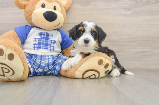 Funny Mini Bernedoodle Poodle Mix Pup