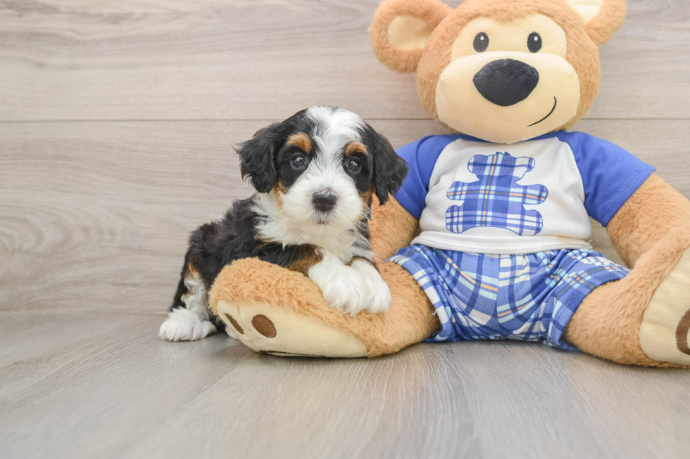 Mini Bernedoodle Pup Being Cute