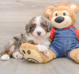 6 week old Mini Bernedoodle Puppy For Sale - Windy City Pups