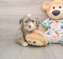 6 week old Mini Bernedoodle Puppy For Sale - Windy City Pups