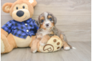 Mini Bernedoodle Pup Being Cute