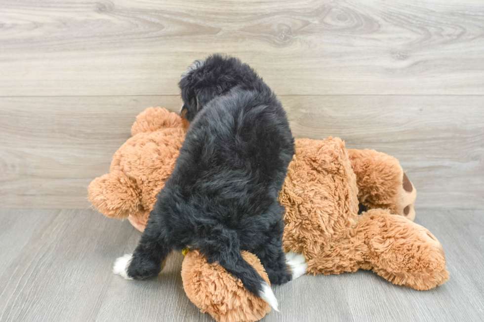 Happy Mini Bernedoodle Baby