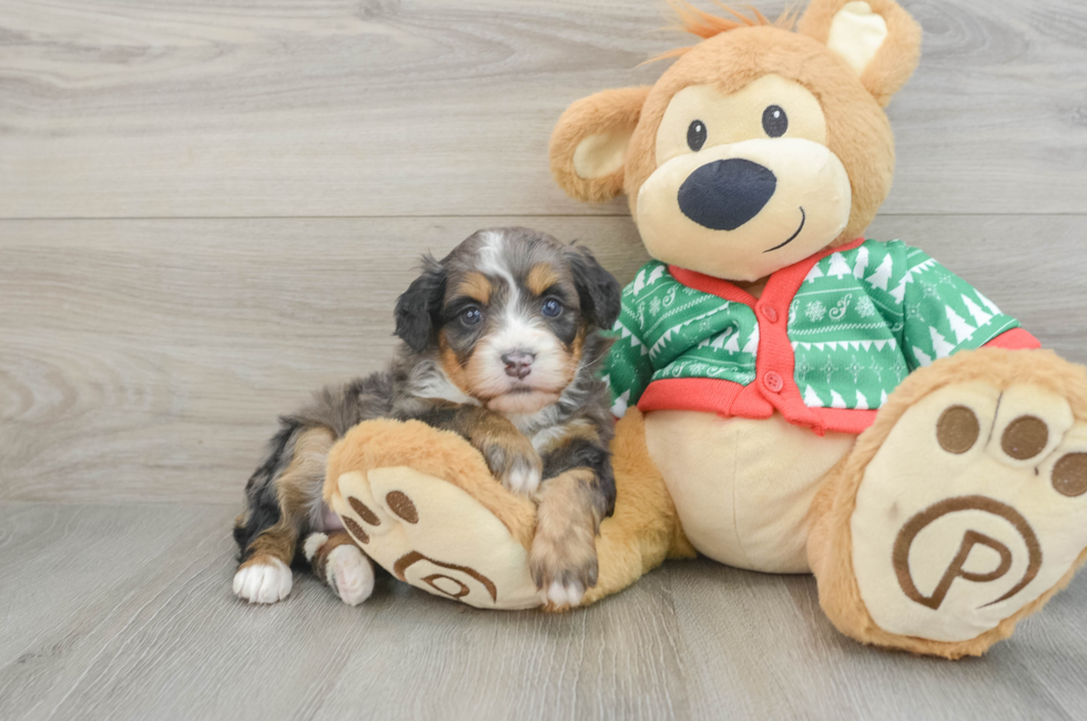 5 week old Mini Bernedoodle Puppy For Sale - Windy City Pups