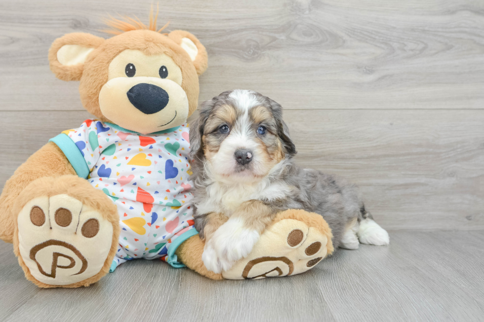 Best Mini Bernedoodle Baby