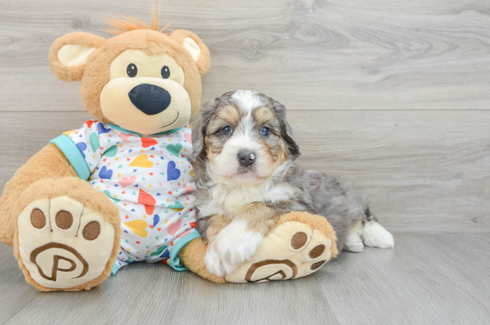 6 week old Mini Bernedoodle Puppy For Sale - Windy City Pups