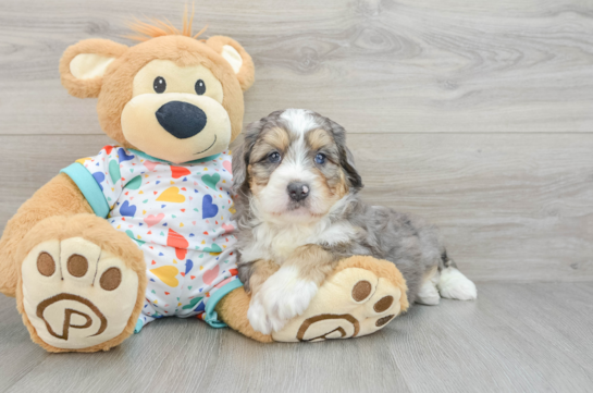 Best Mini Bernedoodle Baby