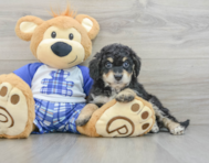 7 week old Mini Bernedoodle Puppy For Sale - Windy City Pups