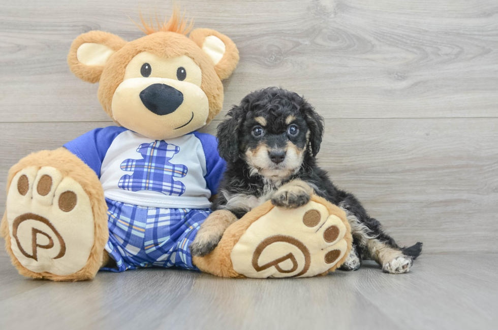 7 week old Mini Bernedoodle Puppy For Sale - Windy City Pups