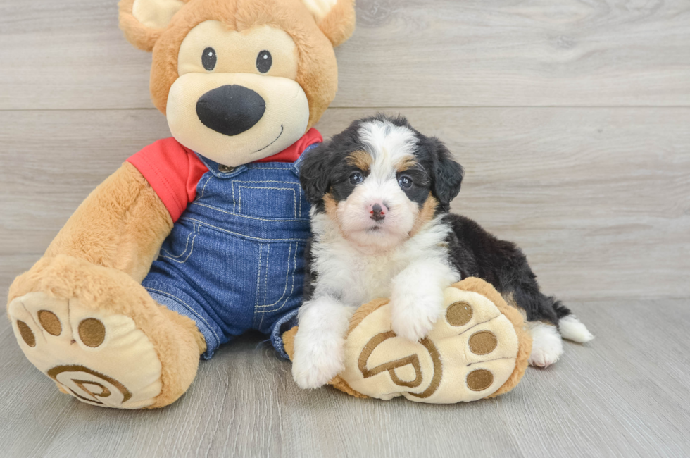 5 week old Mini Bernedoodle Puppy For Sale - Windy City Pups