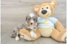 Happy Mini Bernedoodle Baby
