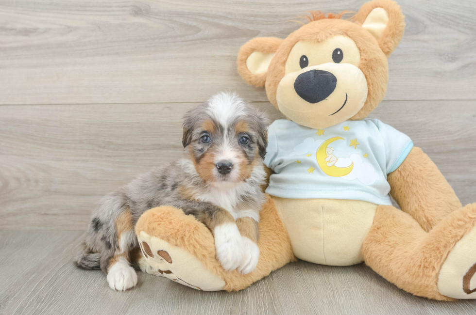 5 week old Mini Bernedoodle Puppy For Sale - Windy City Pups