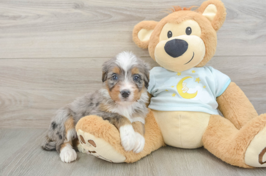 Happy Mini Bernedoodle Baby