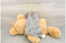Mini Bernedoodle Puppy for Adoption