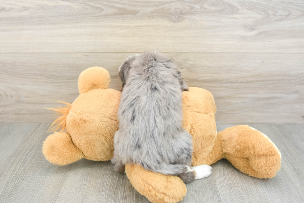 Mini Bernedoodle Puppy for Adoption